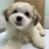 シーズーミックス子犬のエディくん サムネイル2