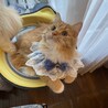 の写真