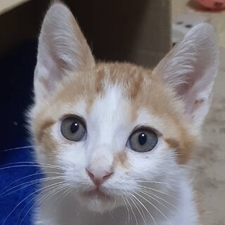 何でも兄妹に譲ってあげるとても優しい白茶のびい君！