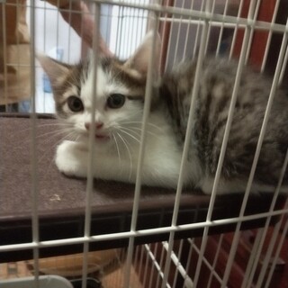 キティちゃん似、メス子猫の里親募集！