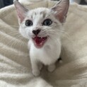 かわいい4姉妹、ミルクから育ててるので甘えん坊です