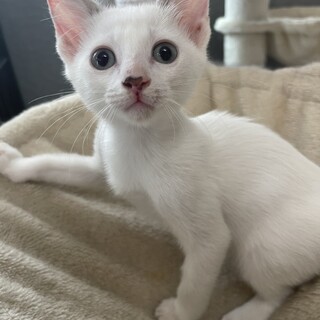 かわいい4姉妹、ミルクから育ててるので甘えん坊です