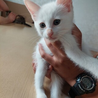 猿顔のひでよし♡白猫♡