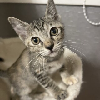 かわいい4姉妹、ミルクから育ててるので甘えん坊です