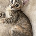 かわいい4姉妹、ミルクから育ててるので甘えん坊です