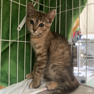 可愛いきじさび さざえちゃん