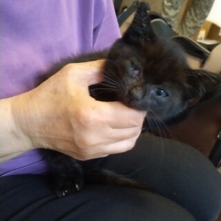 かわいいオス黒猫の里親募集！