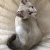 ハンデなんか関係ない！可愛くてとっても元気⭐︎ サムネイル4