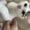 甘えん坊のお嬢ちゃん⭐︎ サムネイル3
