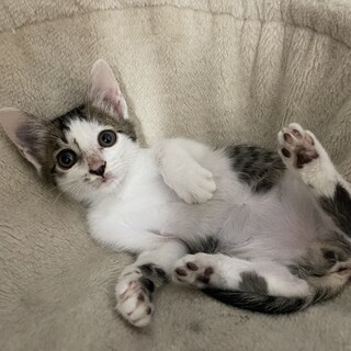 可愛い小柄な女の子♪ゴロゴロにゃんこ