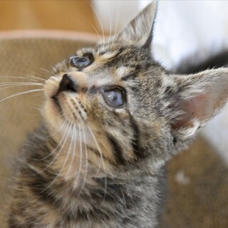 お目々良くなったよ！活発なキジトラ女のコ