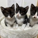 生後1か月　男の子3匹　1匹ずつも可