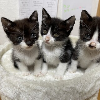 生後1か月　男の子3匹　1匹ずつも可