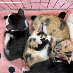 名古屋市緑区猫の譲渡会