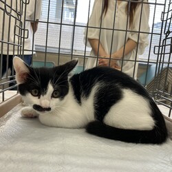 名古屋市緑区猫の譲渡会