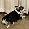 うえちゅー