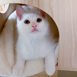 幸せのカギしっぽ♪白猫BOY!!