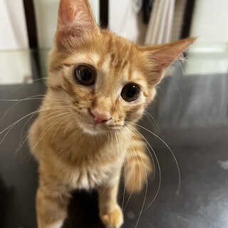 仲良し茶トラ兄妹♡りおれお♡一緒のおうち希望です