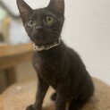 【小平市】元気な黒猫！ヤンチャ坊主のニッカくん