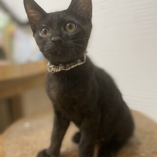 【小平市】元気な黒猫！ヤンチャ坊主のニッカくん