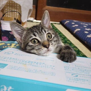 キジトラ♡あんこちゃん♡3カ月