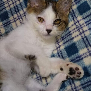 ちょっと残念な顔の『大（おー）くん』