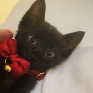 甘えんぼでとっても可愛い【あんずちゃん】