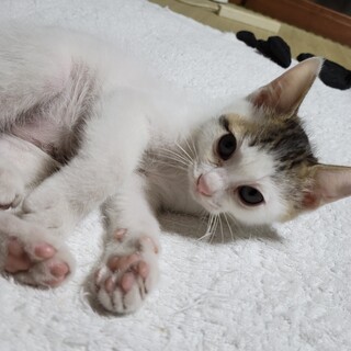 キジ白☆3カ月☆おもちくん