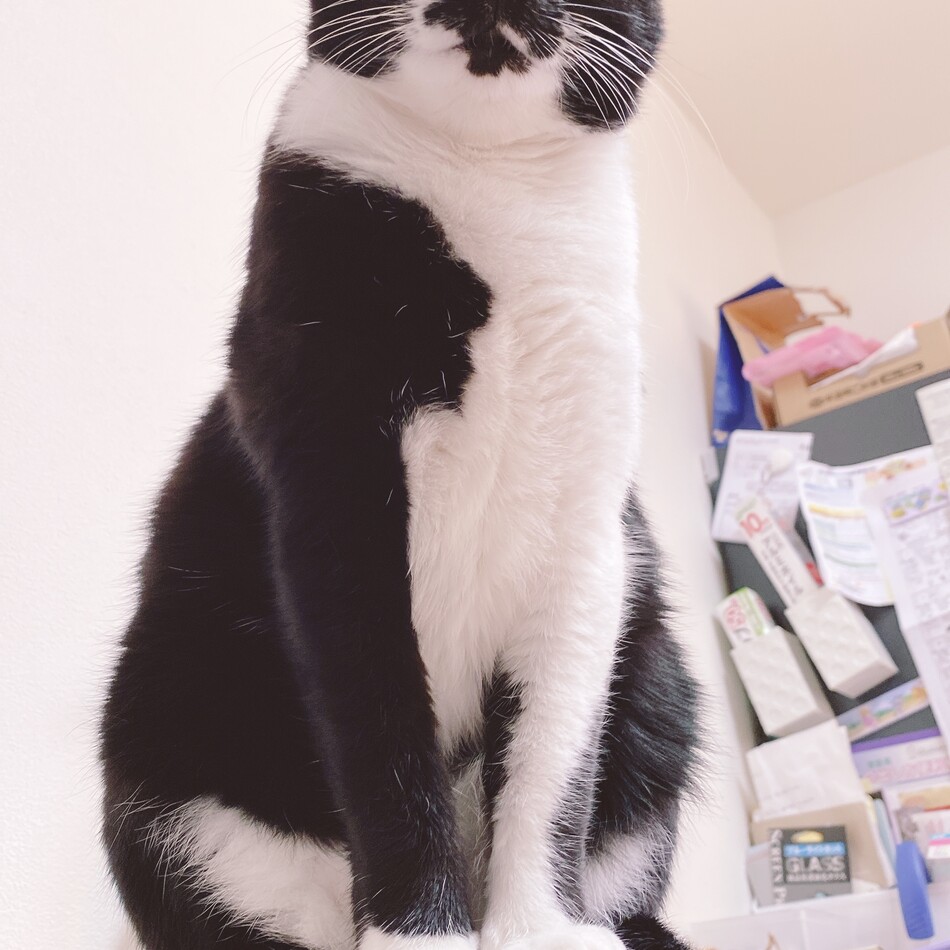浅川　妙子のカバー写真