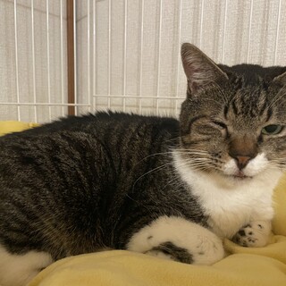 子猫も可愛いけど僕も。