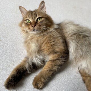 ソマリ風長毛☆ライオンちゃん