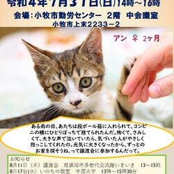 子猫いっばい！小牧で譲渡会！
