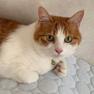 人馴れ抜群！甘えん坊★ミルクくん
