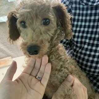 ３歳のトイプードルの女の子