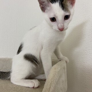 とてもかわいい4兄弟⭐︎そっくりです(^^)