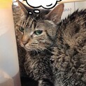 きじとら♀の里親募集！