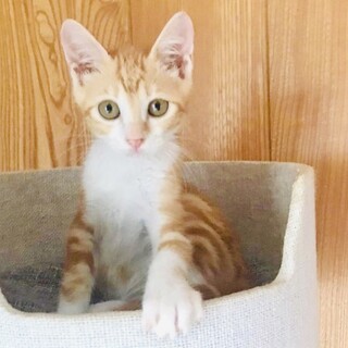 【アメショのような渦巻柄】甘えん坊のタビーくん