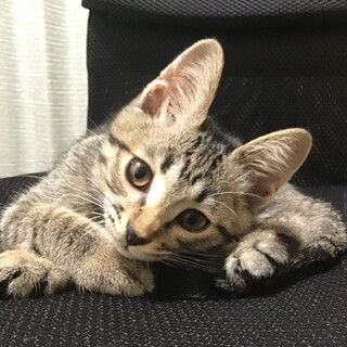 こう見えて活発ないつもご機嫌ちゃん