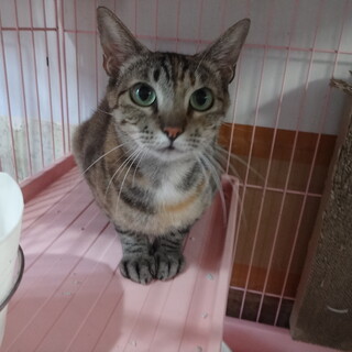 母猫の里親様募集☆どうかよろしくお願いいたします