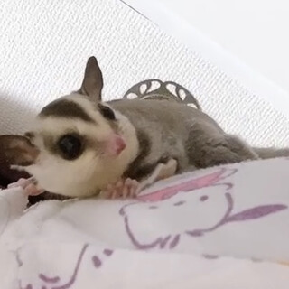 若年（1歳）ホワイトフェイス フクロモモンガ（♀）