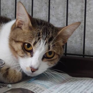 美男子の白キジ【おかき君】