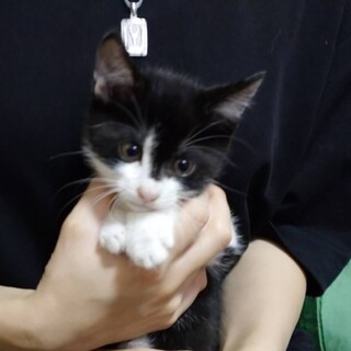 ピンクの鼻がかわいい♡「ゾロくん」