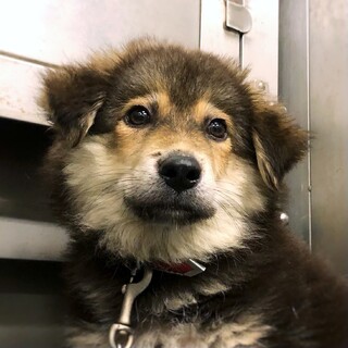 【相談中】ふわふわもこもこ♪ もこおくん