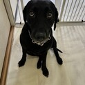 ラブラドール黒女の子☆5歳