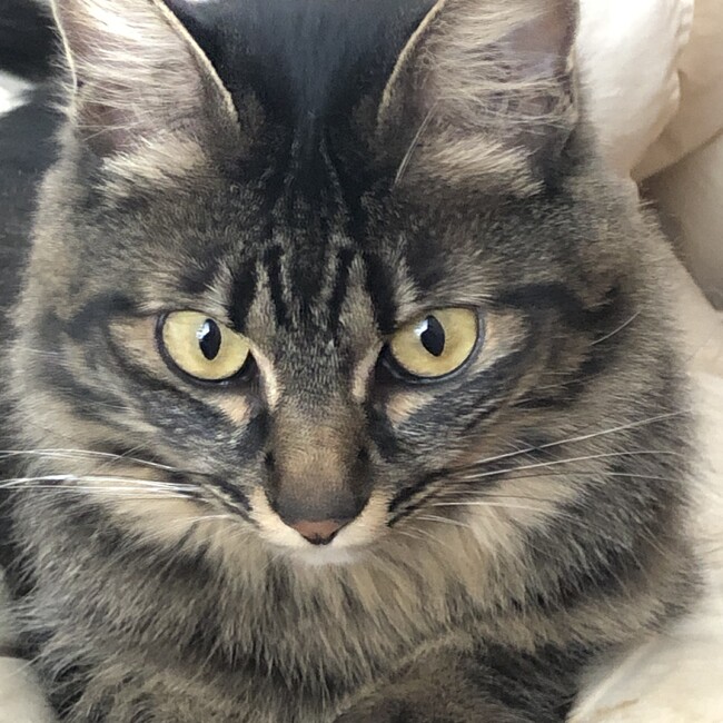 猫がいいのカバー写真