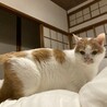 yuzukomaさん