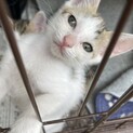 急募！子猫の命を救って下さい！　