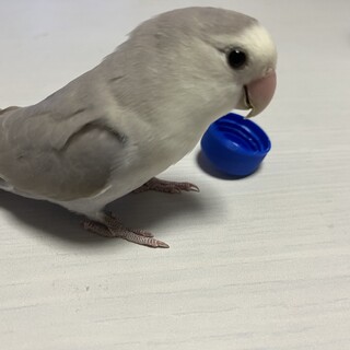 コザクラインコ  一歳　淡いグレー