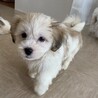 シーズーミックス子犬のエディくん サムネイル7