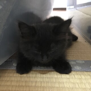 長毛 お人形さんのようです